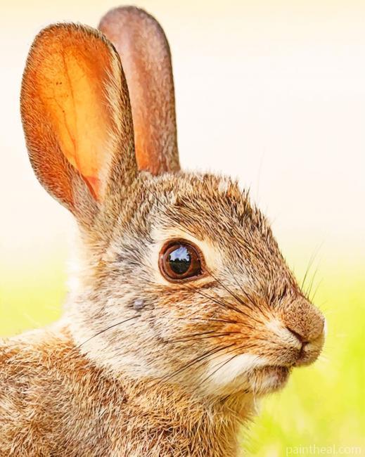 Brown Rabbit Painting By Numbers Kits