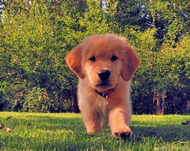 Brown Golden Retriever Puppy Painting By Numbers Kits