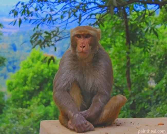 Monkey Sitting In Zoo Park Painting By Numbers Kits