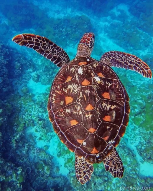 Sea Turtle In Water Painting By Numbers Kits