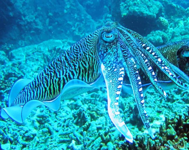 Octopus In Deep Sea Painting By Numbers Kits