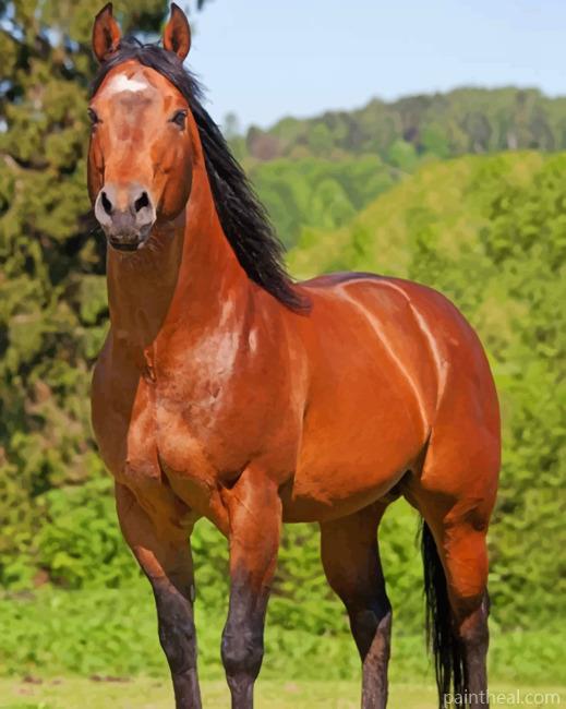 Quarter Horse Painting By Numbers Kits