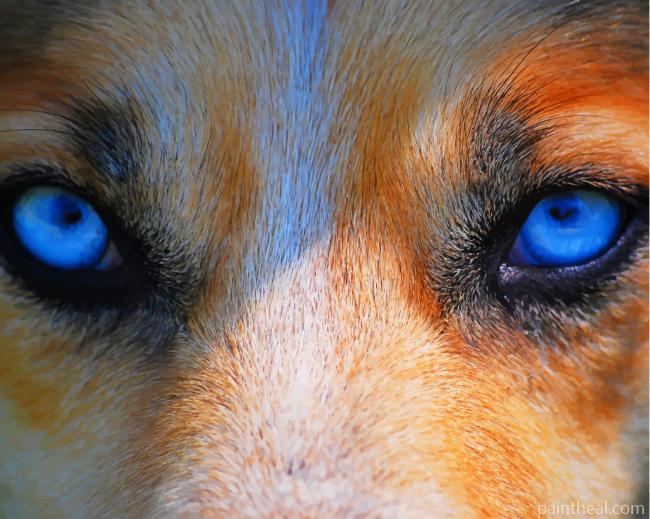 Wolf Blue Eyes Painting By Numbers Kits