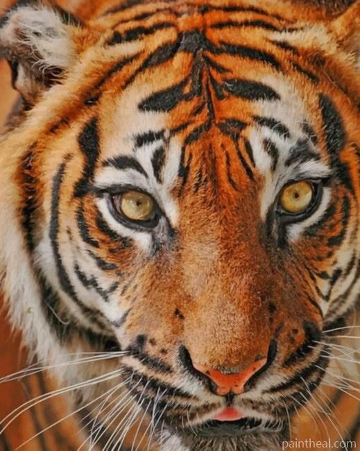 Indonesian Tiger Painting By Numbers Kits