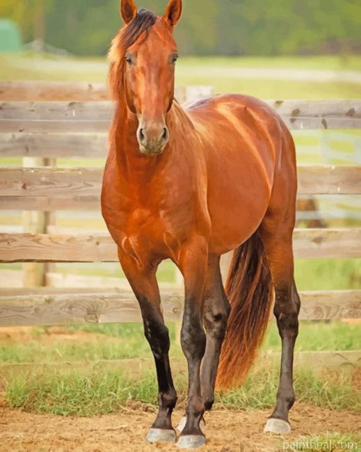 Brown Horse Painting By Numbers Kits