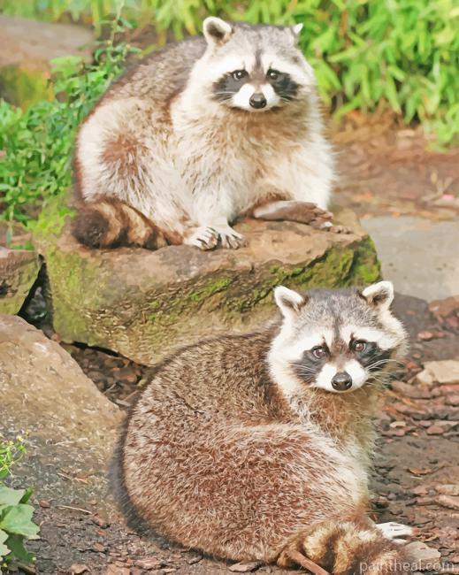 Raccoons In Zoo Painting By Numbers Kits