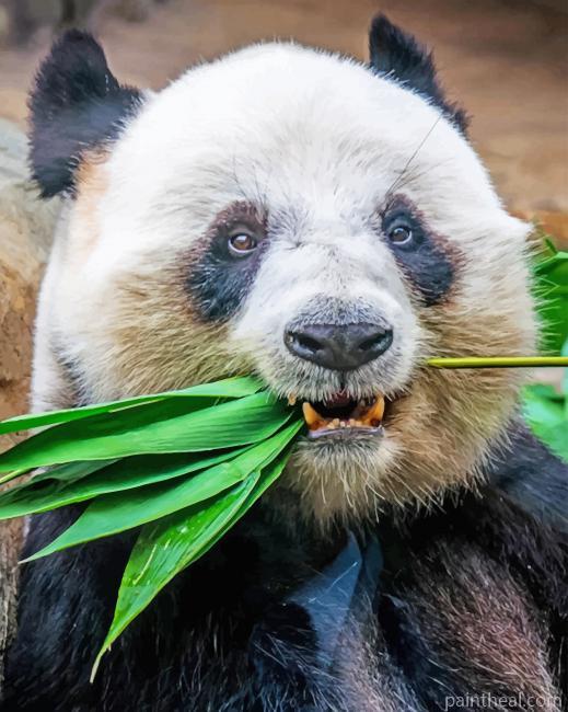 Panda Eating Plant Painting By Numbers Kits