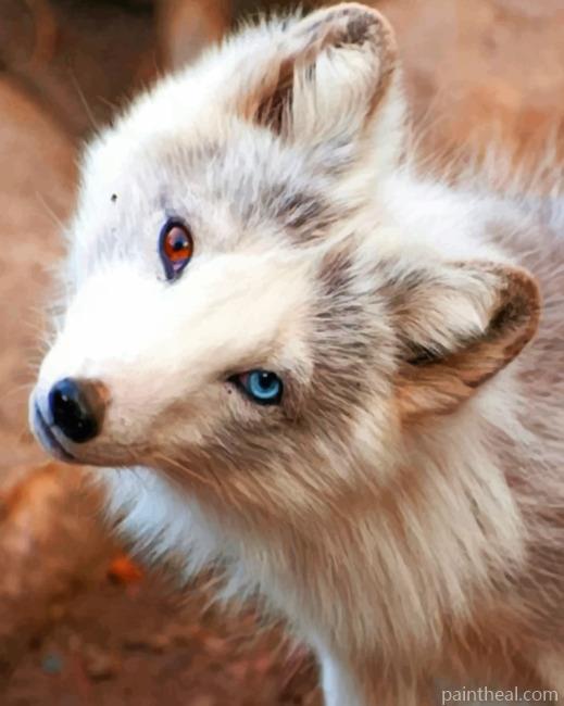 White Fox Blue and Brown Eyes Painting By Numbers Kits