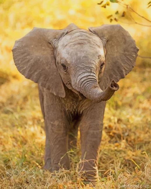 Baby Elephant In Jungle Painting By Numbers Kits