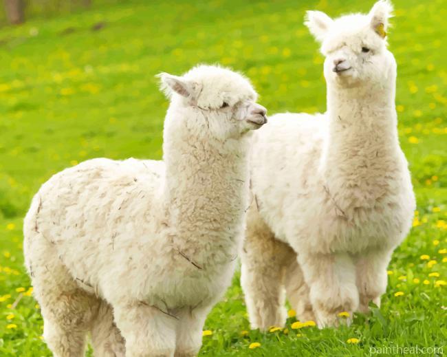 Baby Llamas Painting By Numbers Kits
