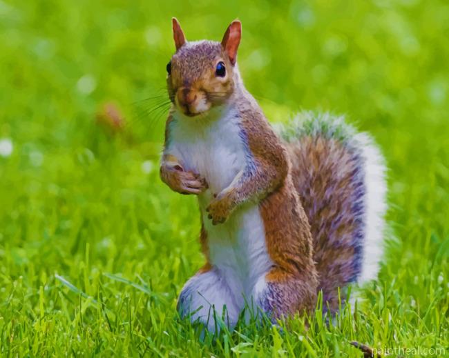 Brown And White Squirrel Painting By Numbers Kits