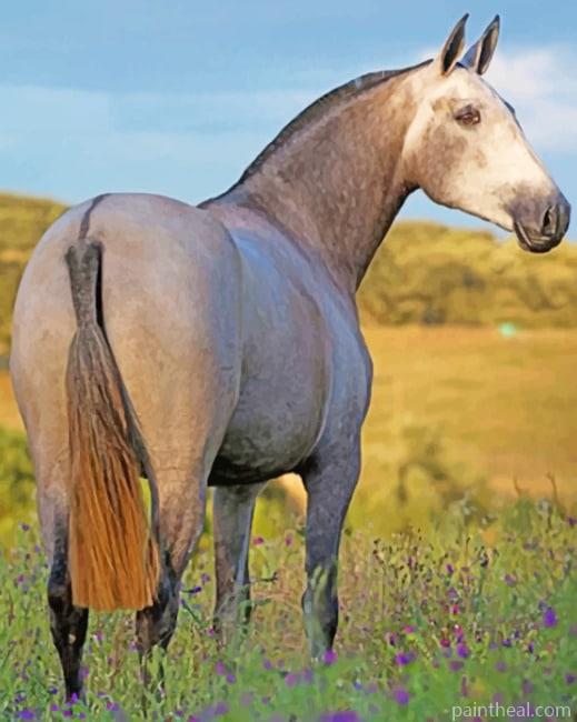 Lusitano Grey Horse Painting By Numbers Kits