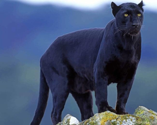 Black Panther Painting By Numbers Kits