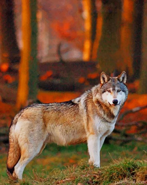 Wolf In The Forest Painting By Numbers Kits
