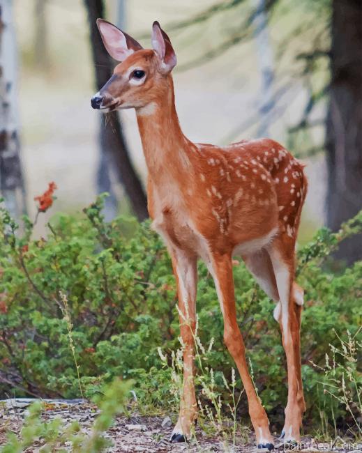 Baby Deer Painting By Numbers Kits