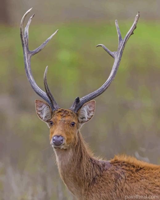 Barasingha In The Jungle Painting By Numbers Kits