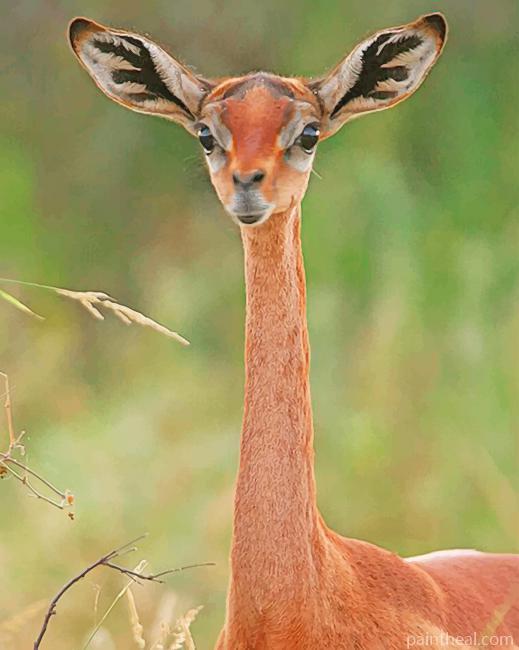 Gerenuk Animal Painting By Numbers Kits