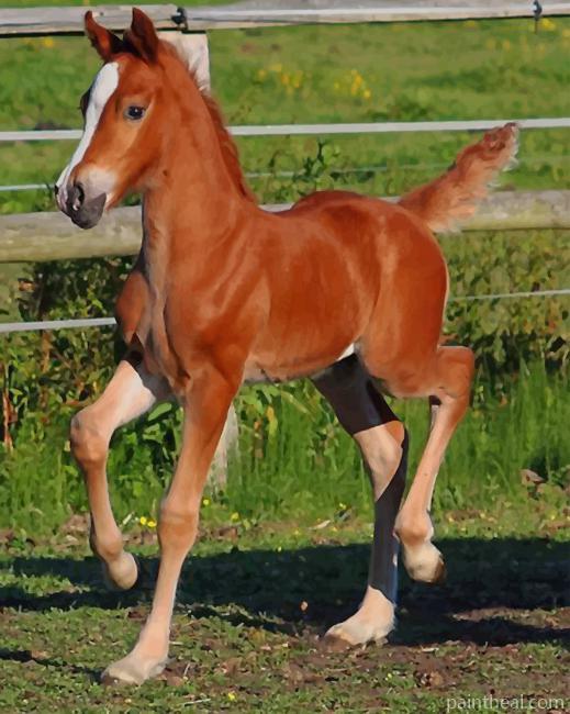 Sorrel Horse In The Garden Painting By Numbers Kits
