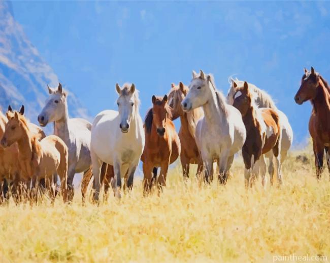 Herd Of Mustang Horses Painting By Numbers Kits