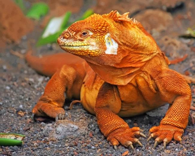 Komodo Dragon Reptile Painting By Numbers Kits