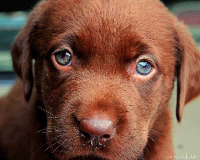 Chocolate Labrador Puppy Painting By Numbers Kits