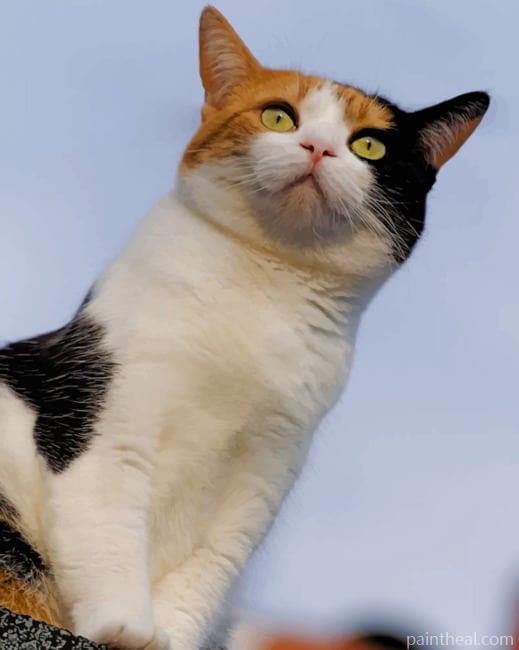 Calico Cat Painting By Numbers Kits