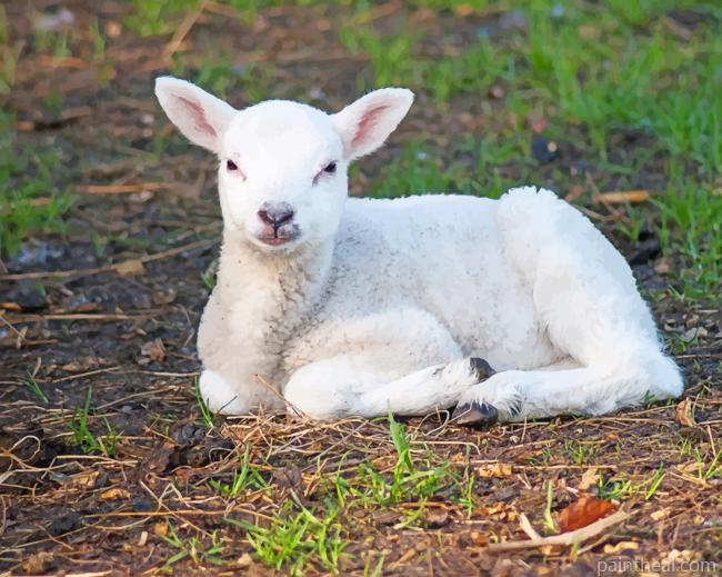 Small White Sheep Painting By Numbers Kits