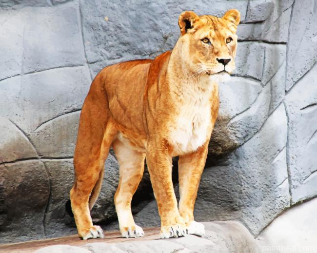 Asiatic Lion Painting By Numbers Kits