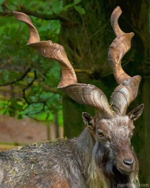 Markhor Animal Painting By Numbers Kits