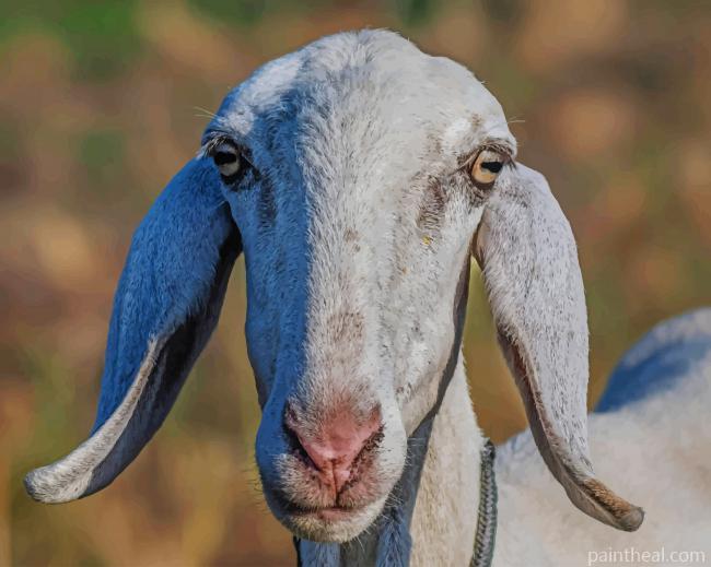 Domestic Goat Painting By Numbers Kits