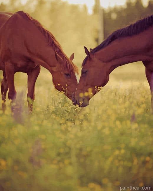 Brown Horse Couple Painting By Numbers Kits
