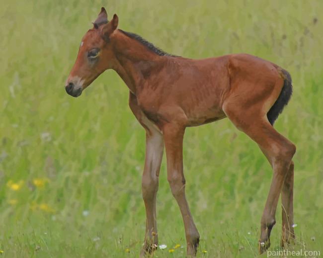 Foal Horse On Grass Field Painting By Numbers Kits