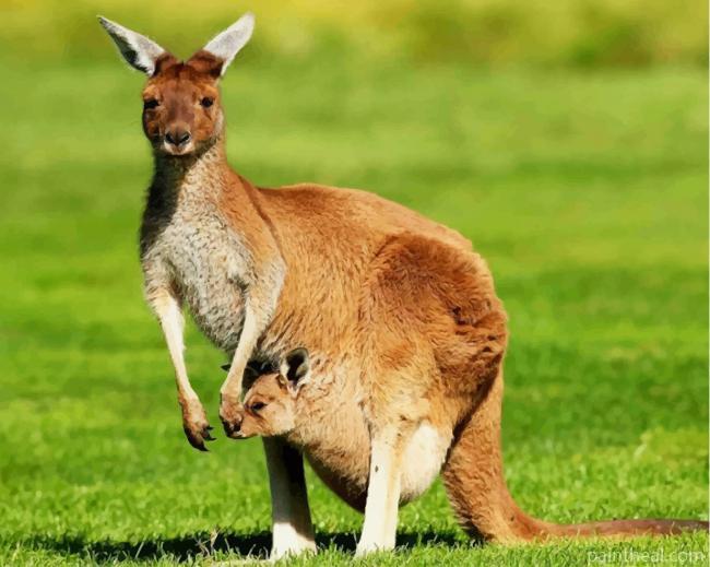 Kangaroo And Baby Painting By Numbers Kits