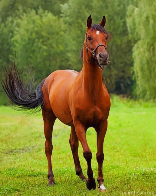 Brown Sorrel Horse Painting By Numbers Kits