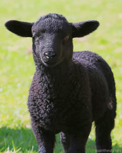 Black Lamb Sheep Painting By Numbers Kits