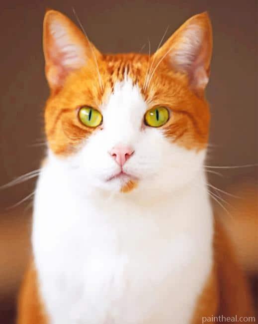 Green Eyes Cat Painting By Numbers Kits