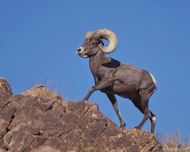 American Bighorn Sheep Painting By Numbers Kits