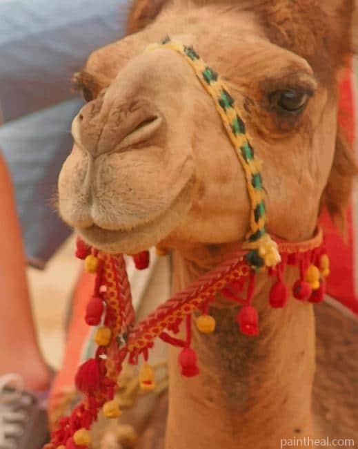 Arabian Camel Halter Painting By Numbers Kits