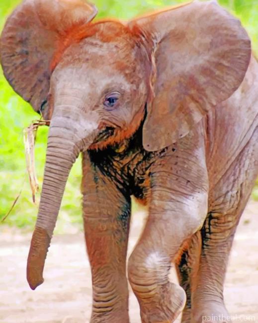 Indian Baby Elephant Painting By Numbers Kits
