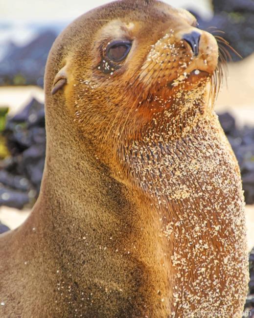 Sea Lion Painting By Numbers Kits