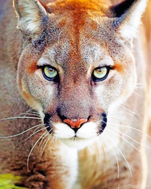 Domestic Cougar Painting By Numbers Kits