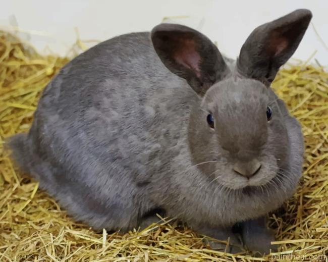 Grey Rabbit On Brown Hay Painting By Numbers Kits