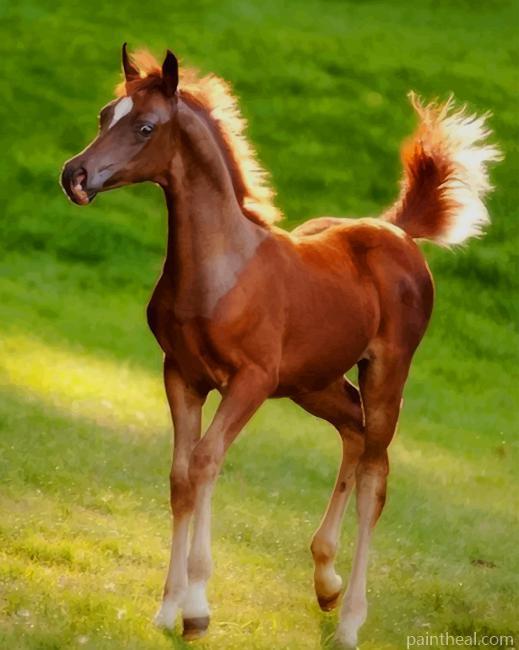 Brown Foal Horse Painting By Numbers Kits