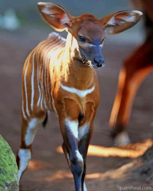 Baby Bongo Painting By Numbers Kits