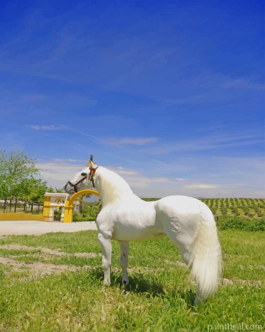 Lipizzan White Horse Painting By Numbers Kits