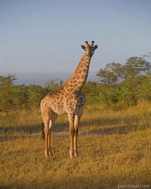 Giraffe In Safari Painting By Numbers Kits