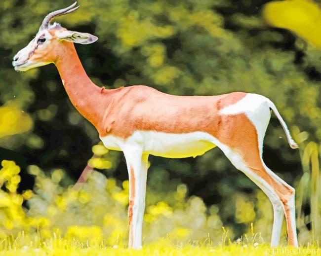 Gazelle Animal In Safari Painting By Numbers Kits