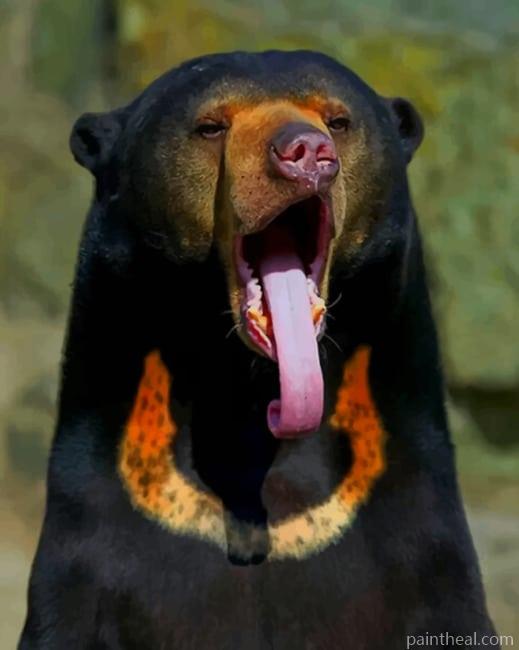 Sun Bear Animal Painting By Numbers Kits