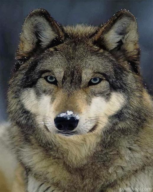 Grey Wolf Painting By Numbers Kits