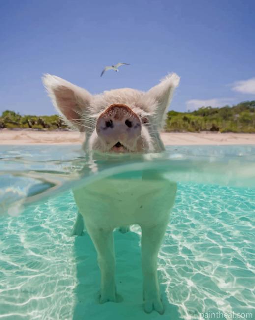 Pig In The Beach Painting By Numbers Kits